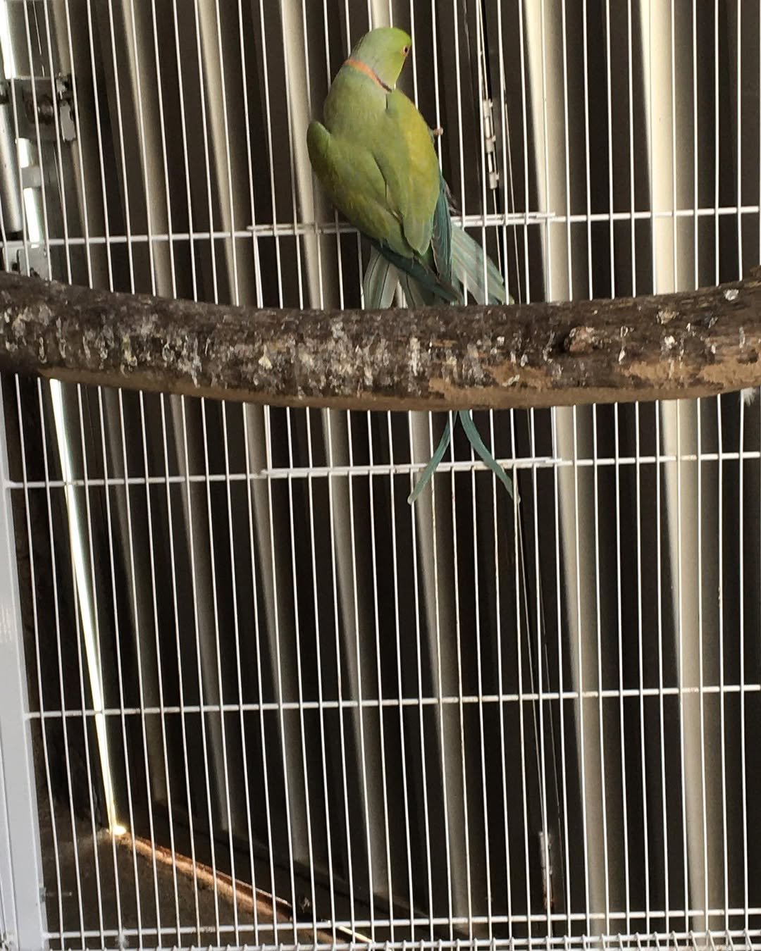 Parakeet birds in Maryland