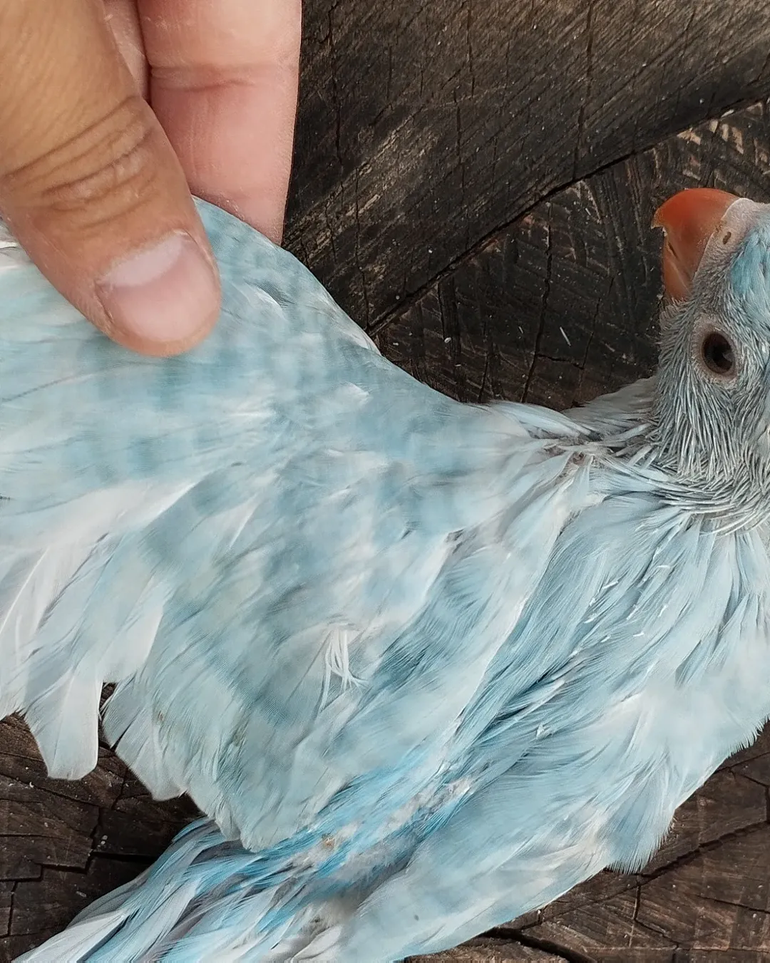 Parakeet breeders in South Dakota