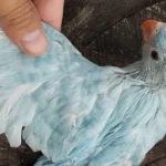 What is the most important thing to look for when choosing among Parakeet breeders in New Zealand?