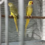 Q: If I am a first-time owner, how do I know which parakeet species make the best pets for me?