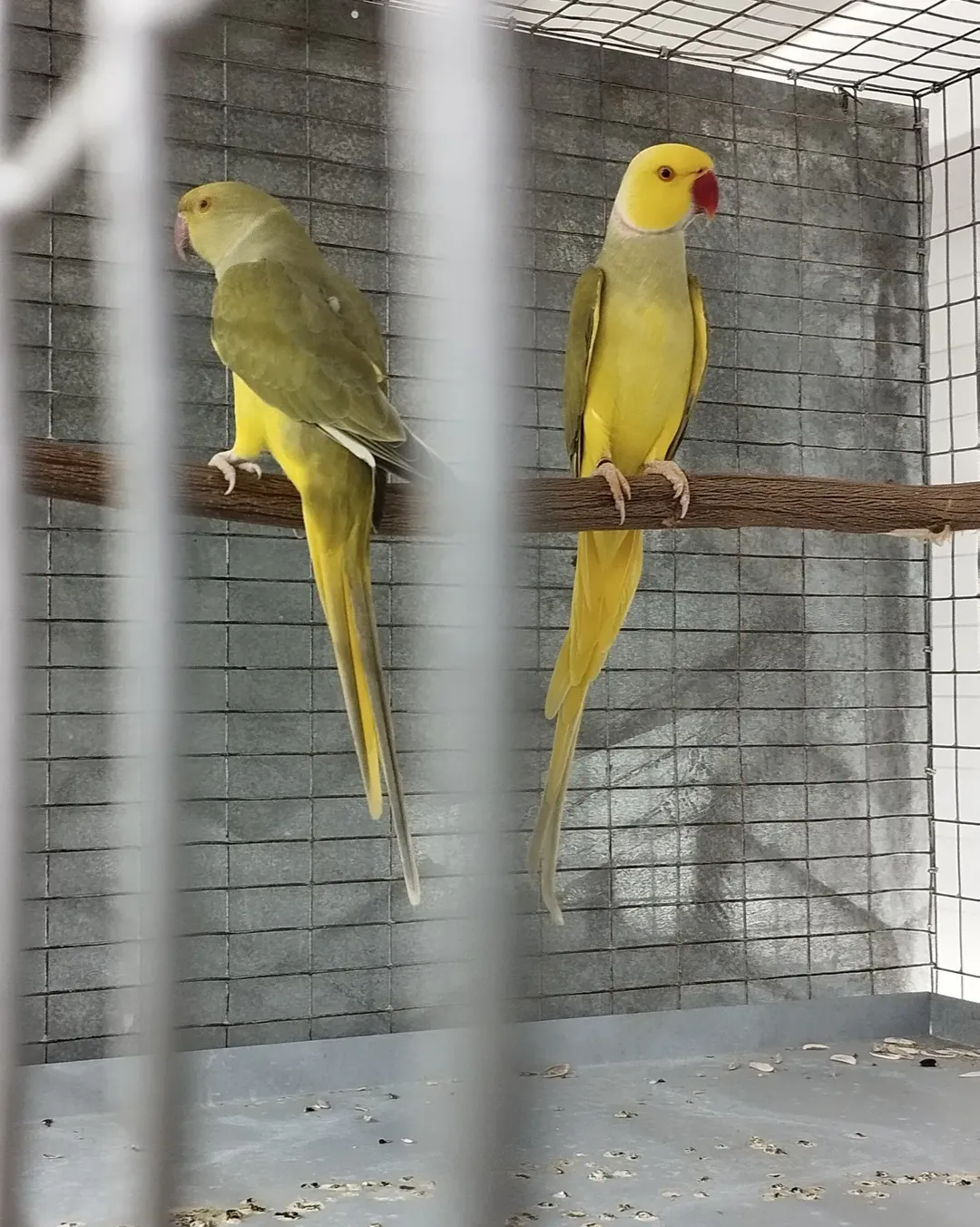 Parakeet birds in Louisiana