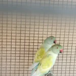 Q: Does knowing what is the average price of a parakeet tell me everything I need to know about its health?