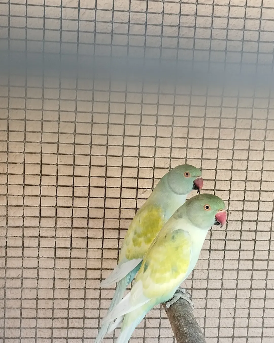 Parakeets for sale in Germany
