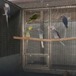 What is the most critical question I should ask when speaking with various Parakeet breeders in Utah?