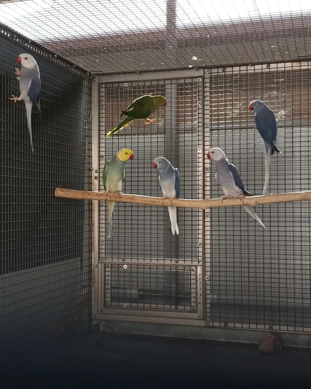 Parakeet birds in Hawaii