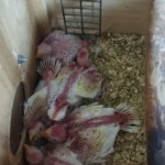 Q: In terms of what should I look for when buying a parakeet, how do I know if the bird is young enough to tame?
