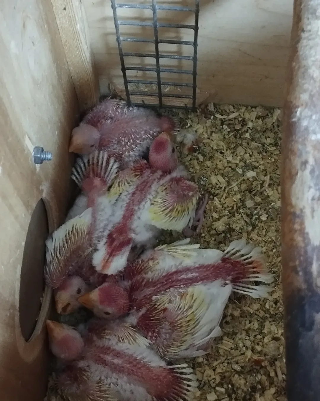 Parakeet birds in Idaho