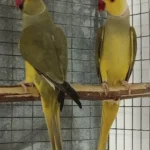 Q: If I'm worried that do parakeets require a lot of attention, can I get two to keep each other company?