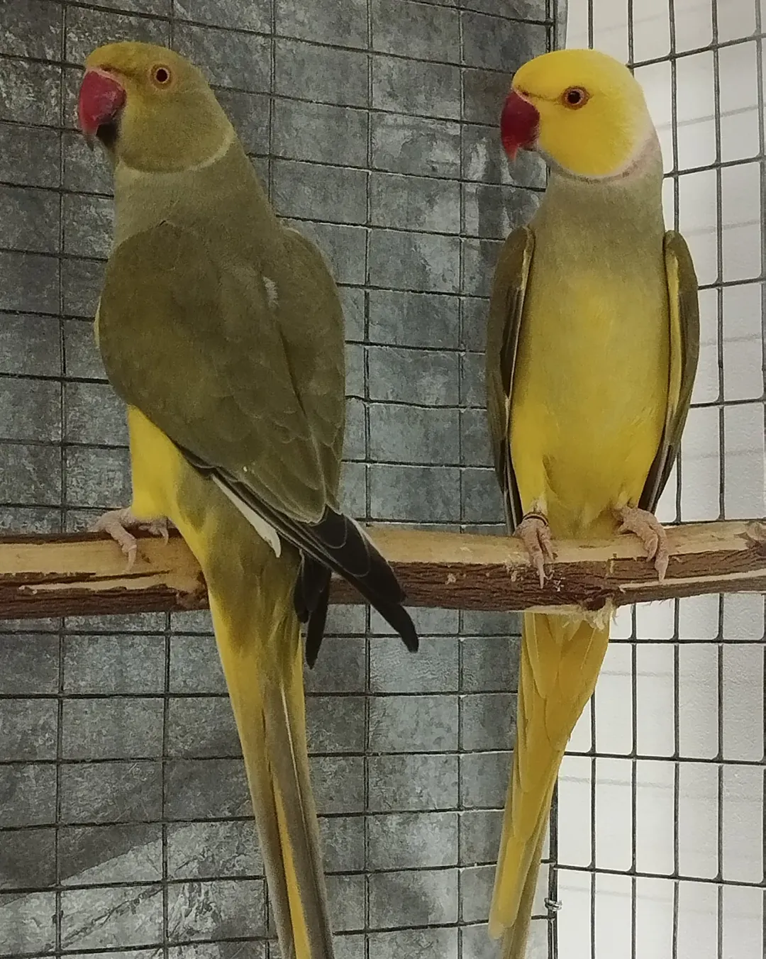 Parakeet breeders in Maine