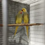 What is the most important trait to look for when vetting various Parakeet breeders in Rhode Island?