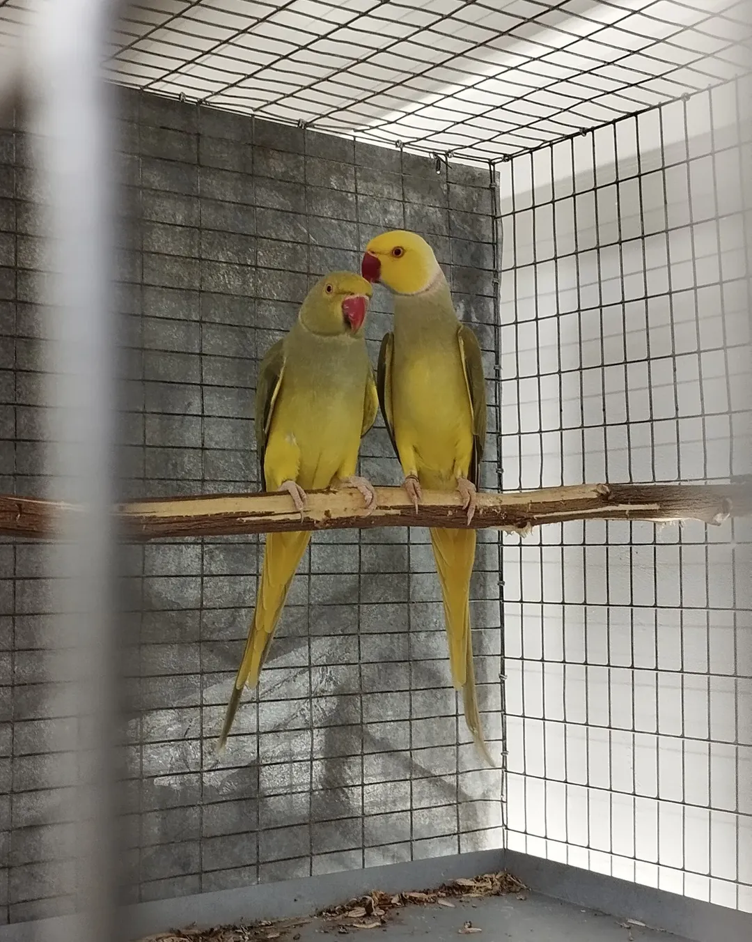 Parakeet birds for sale in Germany