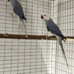 Q: If I want to add more toys to keep my bird active, how does that change what kind of cage is best for a parakeets?