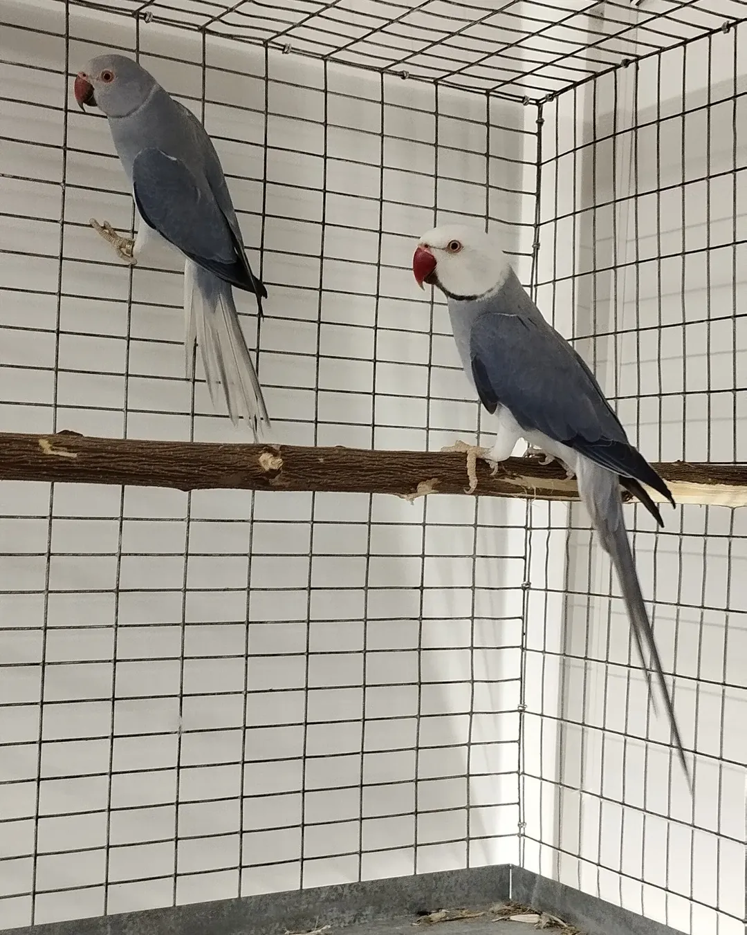 What do parakeets eat