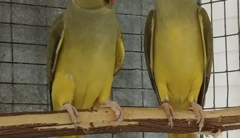 Parakeets for sale in Tennessee