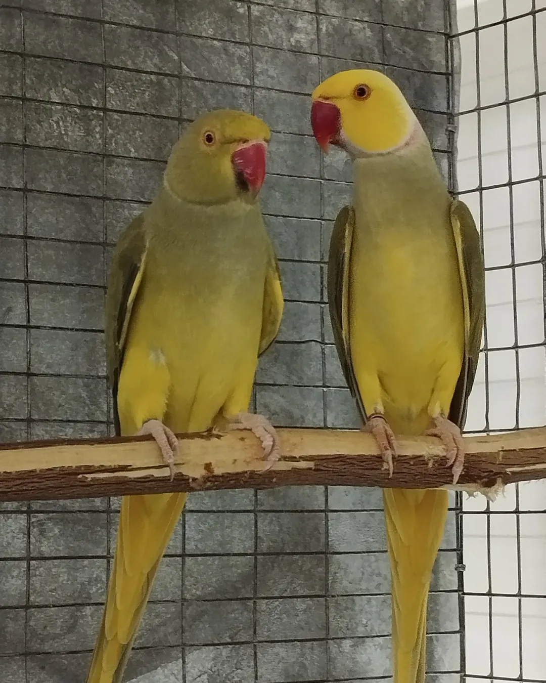 Parakeets for sale in Tennessee