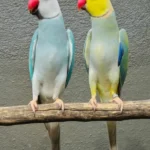 PARAKEET FOR SALE