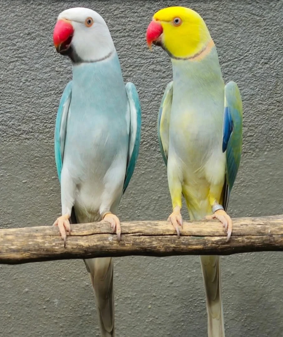 Parakeet parrots for sale in Florida
