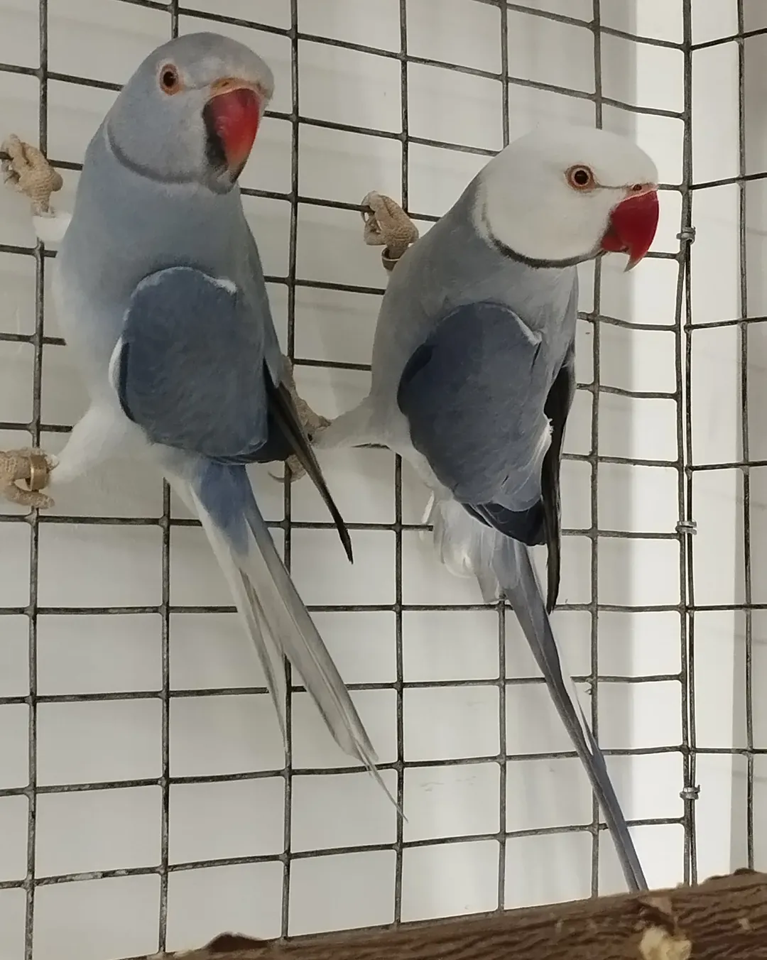 Parakeets for sale in Utah