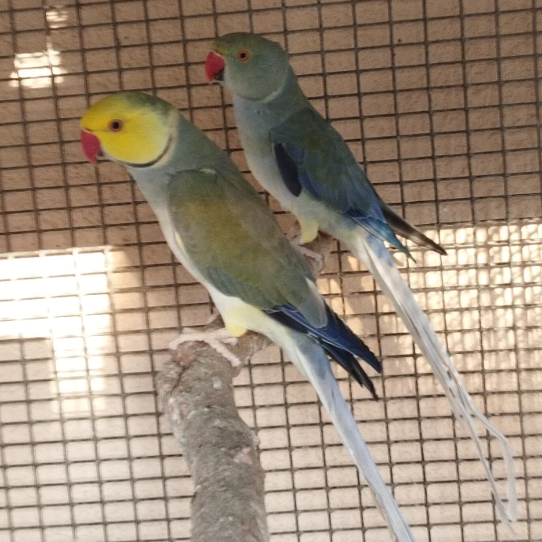 Parakeets for sale in Vermont