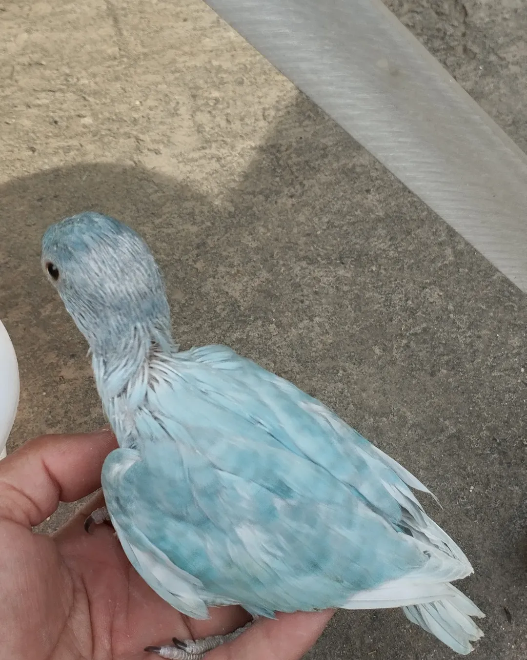 Parakeet parrots for sale in Alaska