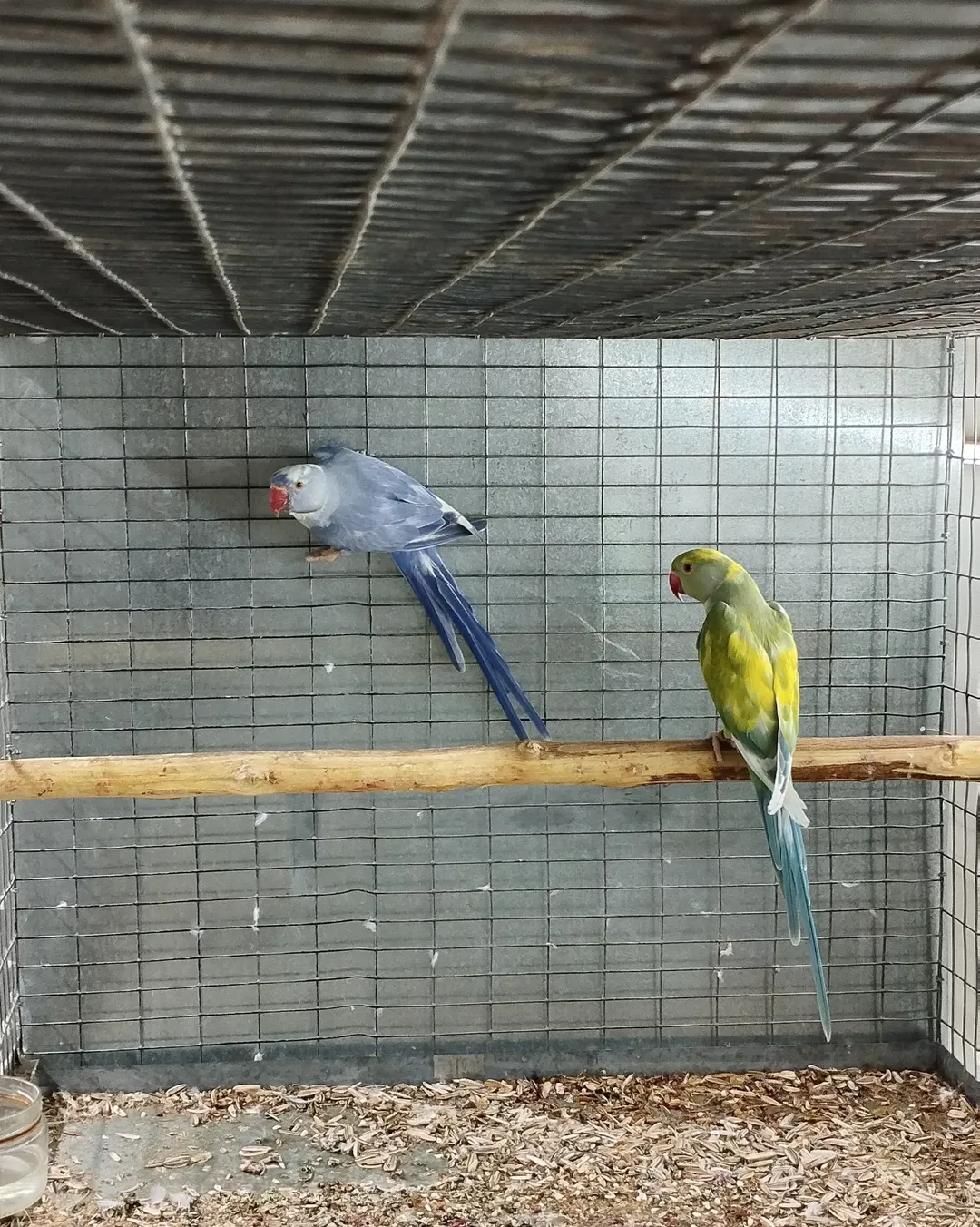Parakeet parrots for sale in Arizona