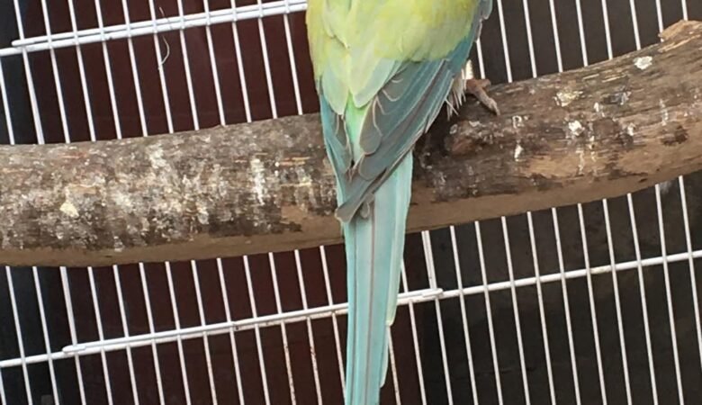 Parakeets for sale in South Carolina