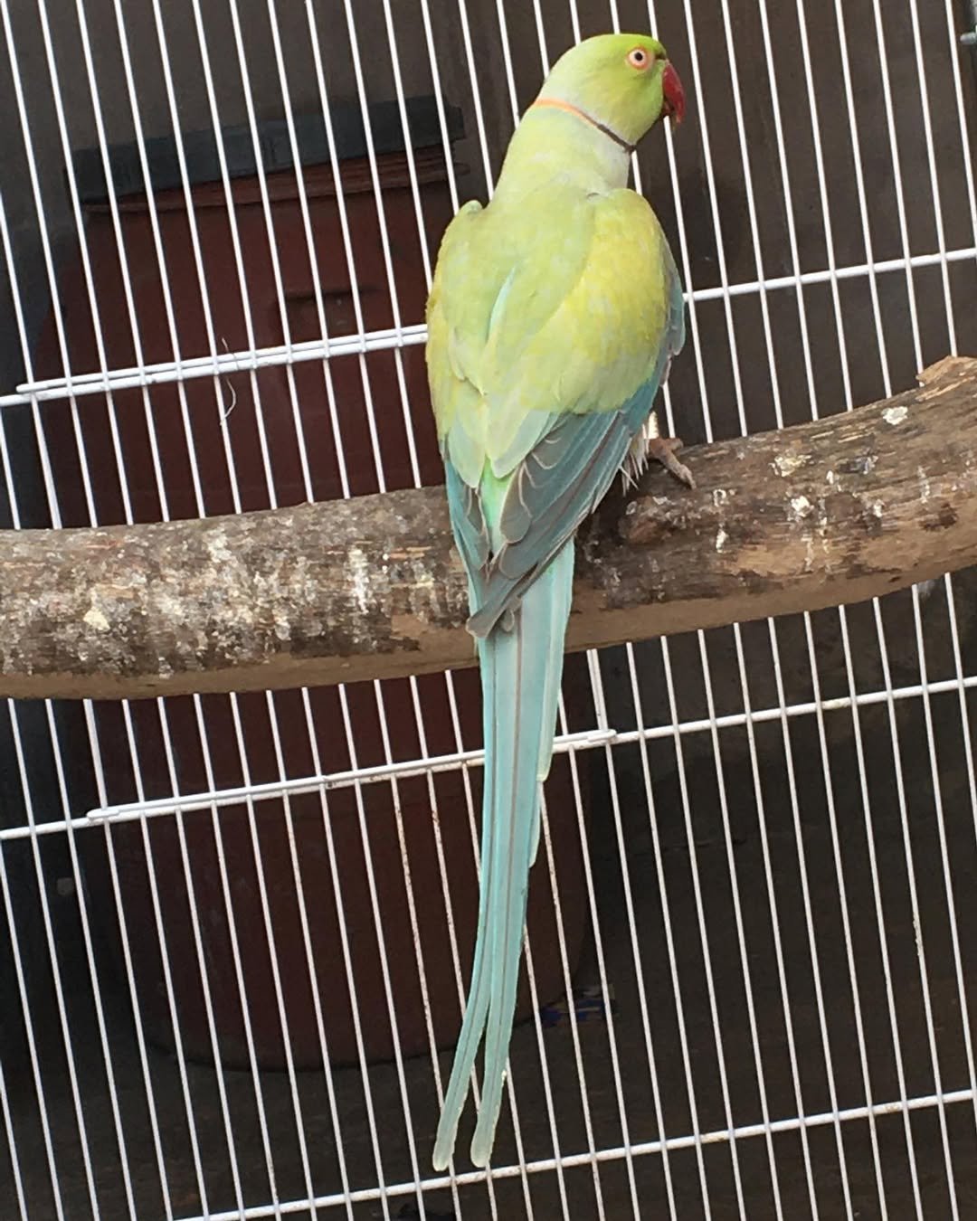 Parakeet parrots for sale in Arkansas