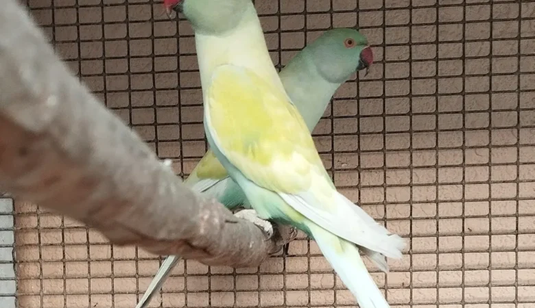 Parakeets for sale in North Carolina