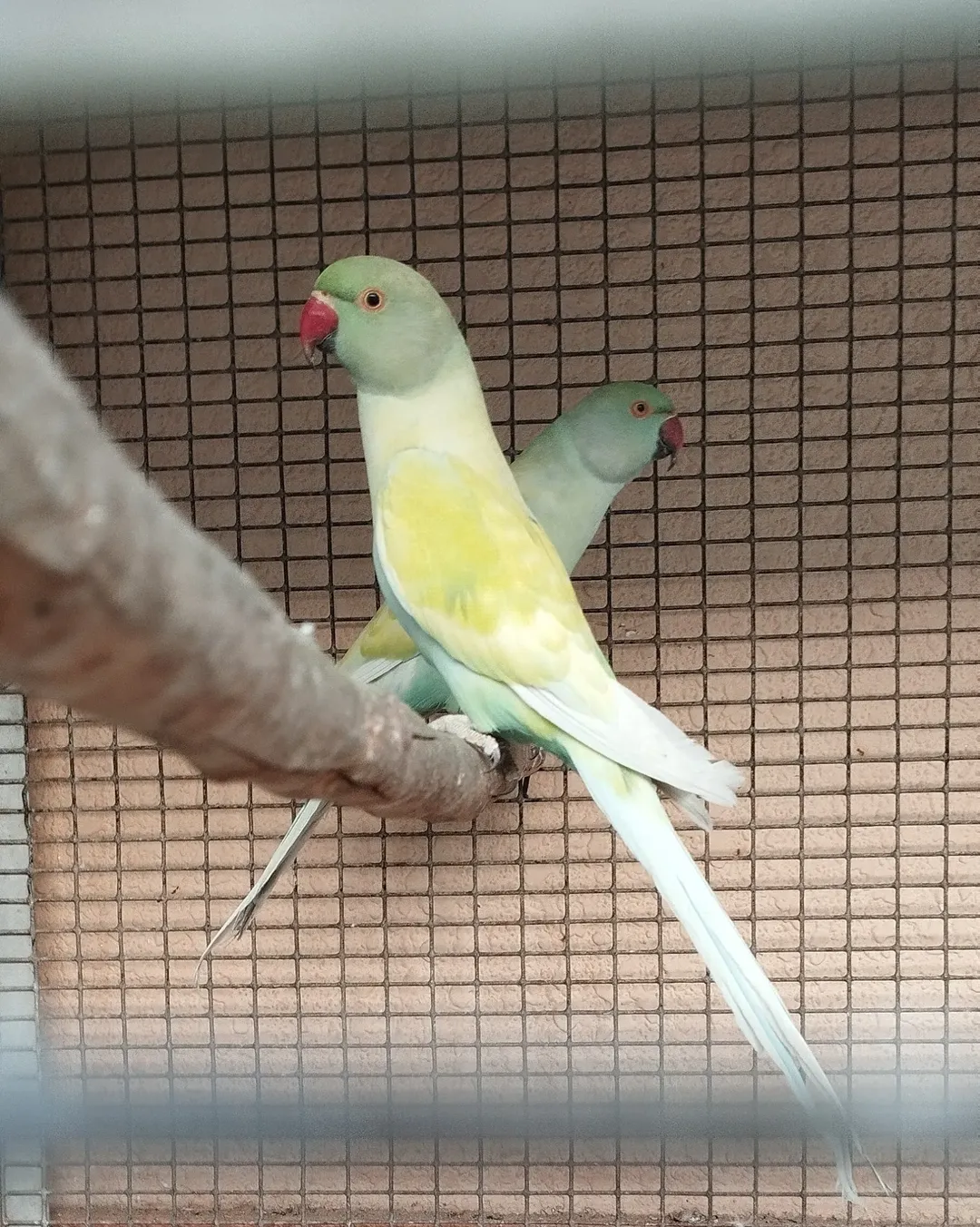 Parakeet parrots for sale in California