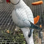 Q: If I am buying from a small, local breeder, do I still need to know what paperwork or certificates should come with a parakeet?