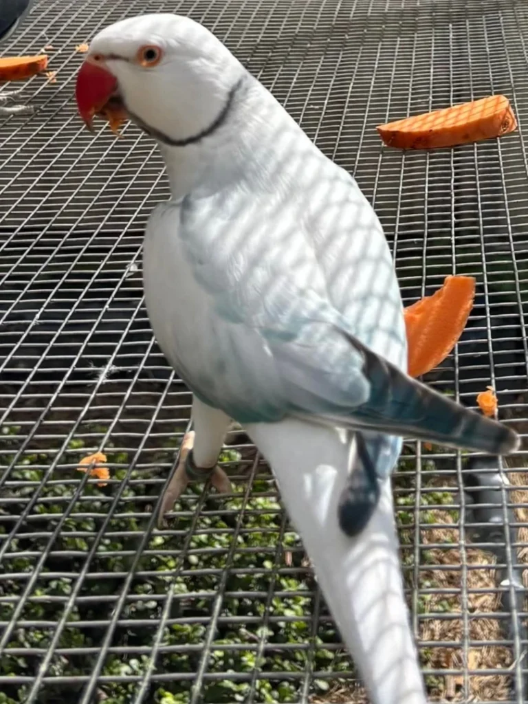 Why Choose THE PARAKEET FOR SALE HOME?