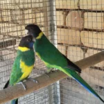Is there a specific trick for how do I socialize my parakeets with other pets that are birds themselves, rather than mammals?