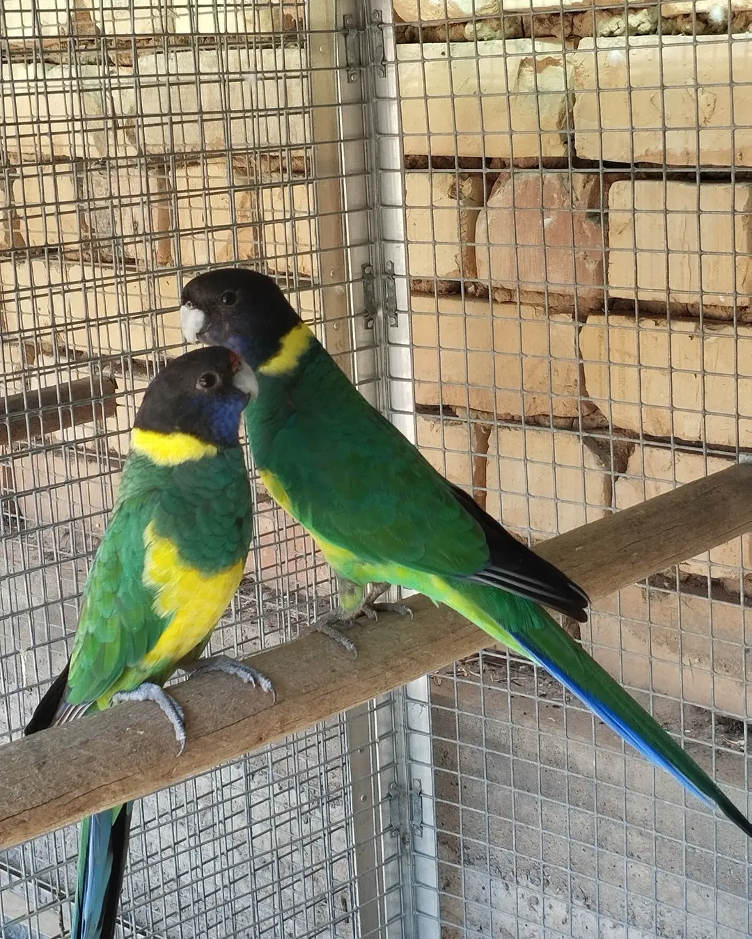 Parakeet birds for sale in Wisconsin