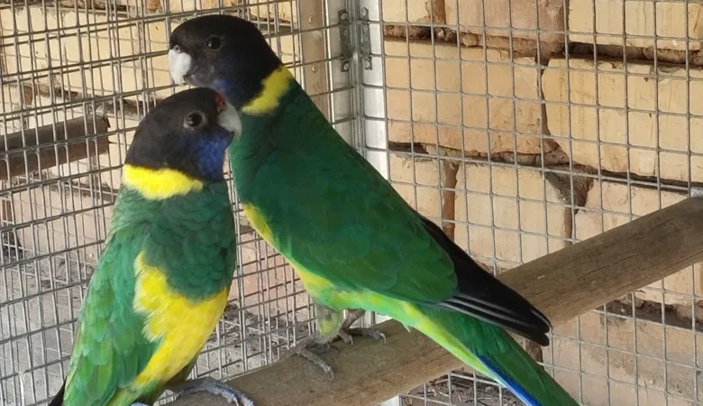 Parakeets for sale in Oklahoma