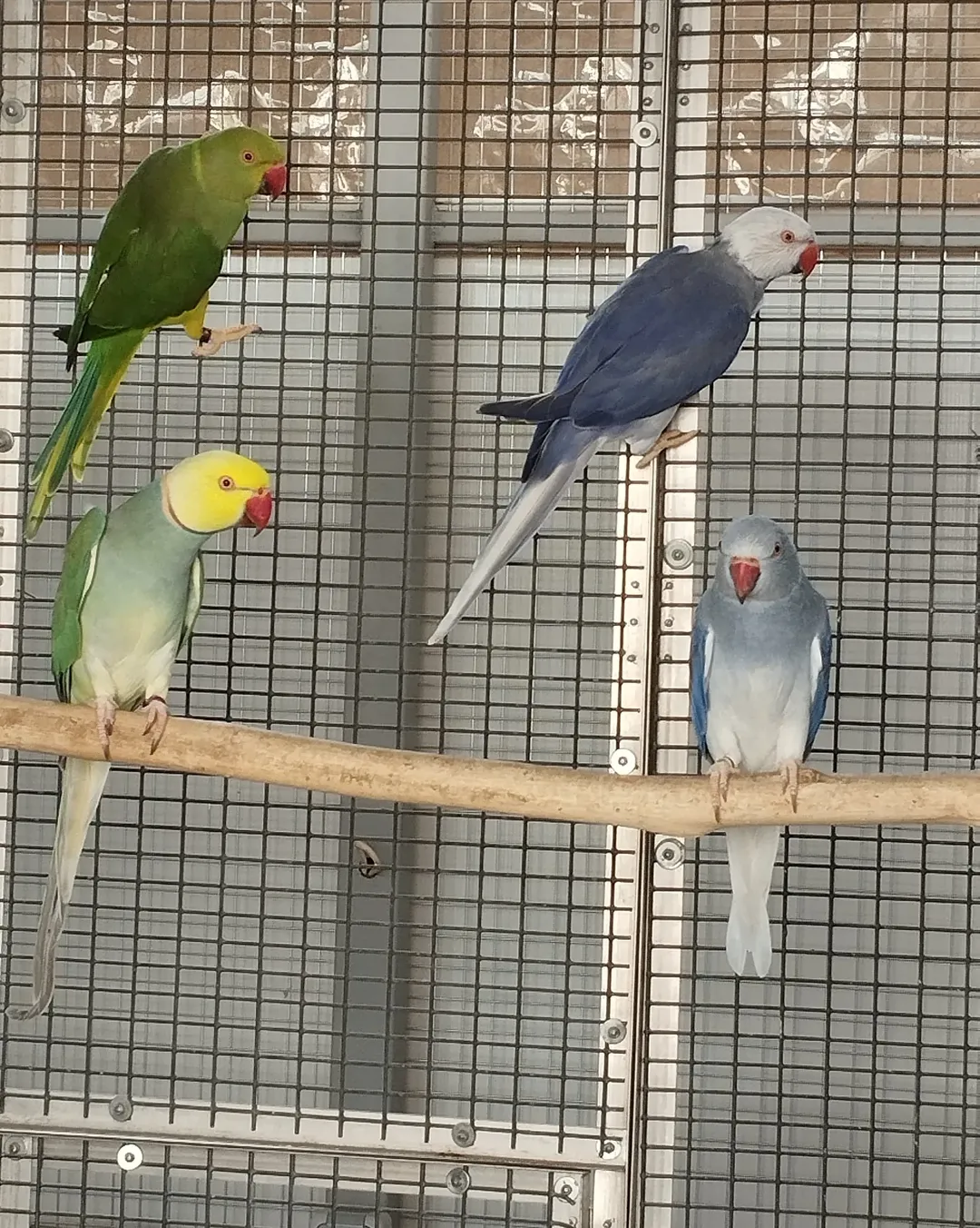 Parakeet breeders in France