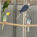 Are parakeets easy to train to talk, or is that a separate skill?
