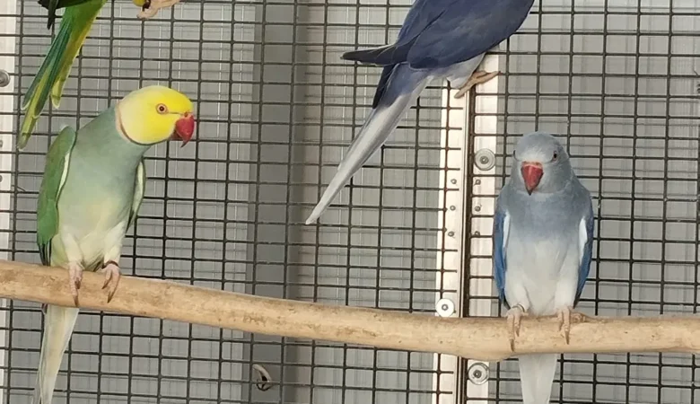 Parakeets for sale in Oregon