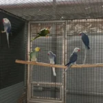 Q: Is it normal for my new parakeet to scream during the first few days at home?