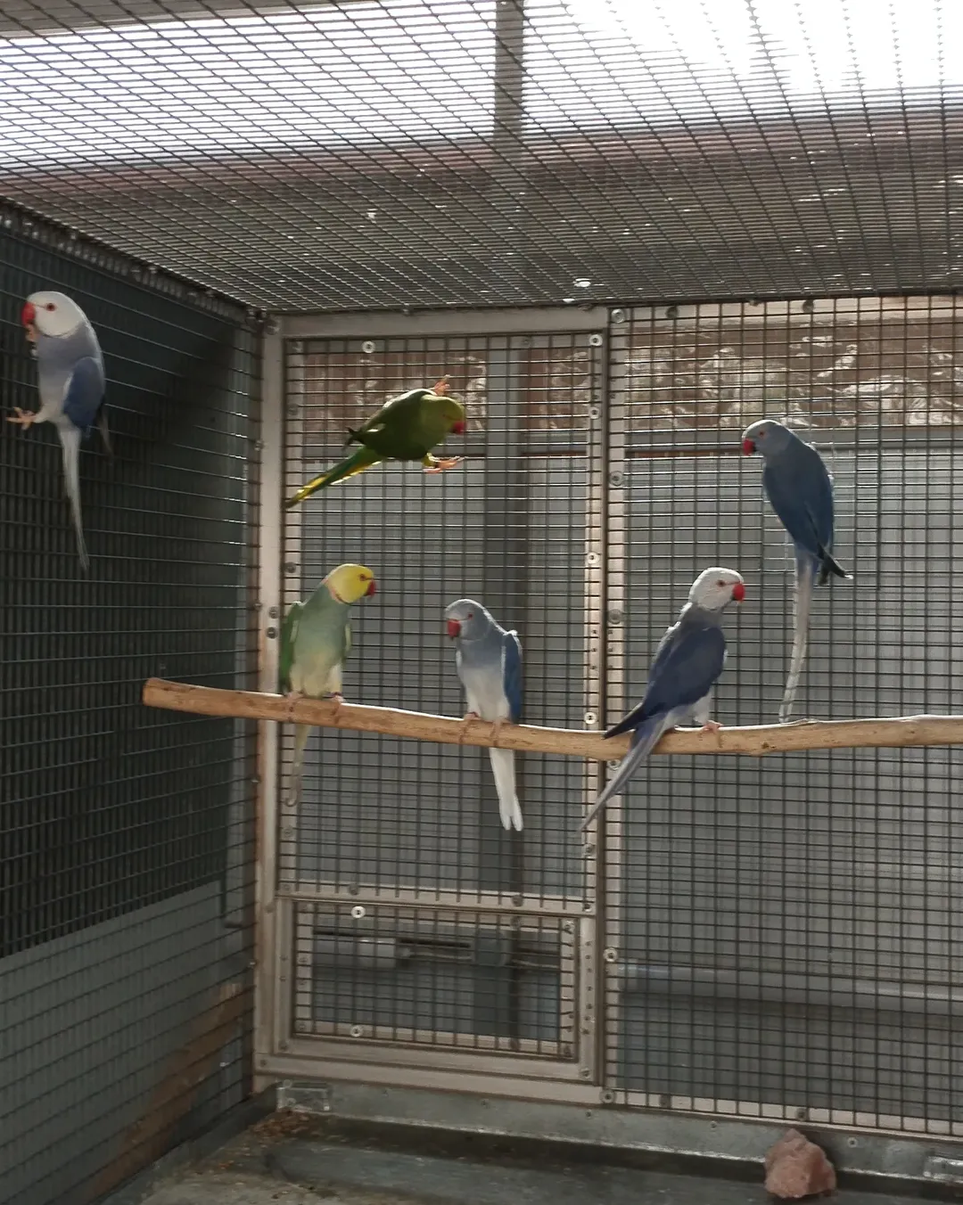 Parakeet birds for sale in Washington