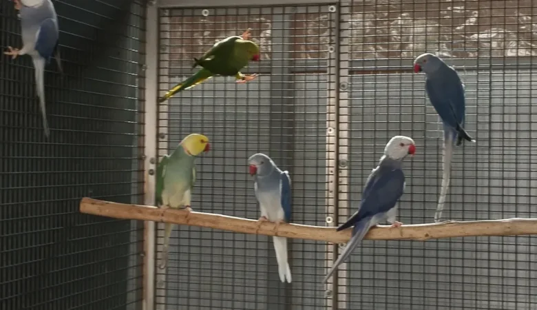 Parakeets for sale in Pennsylvania