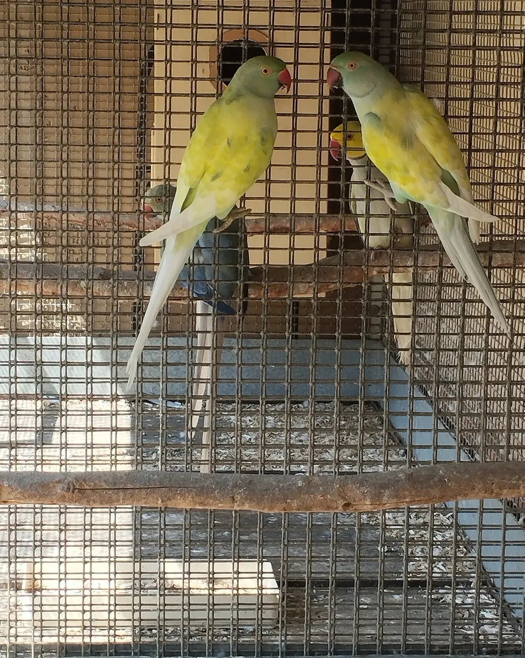 Parakeet breeders in Wisconsin