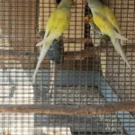 Q: What are the primary warning signs that I should look for when evaluating different Parakeet breeders in Nevada?