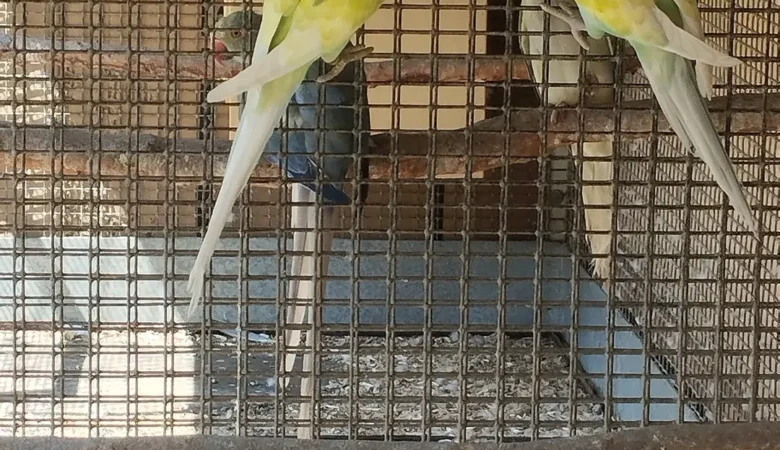 Parakeets for sale in Rhode Island