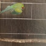 Q: Even if my parakeet has a health guarantee, should I still take it to the vet immediately after bringing it home?