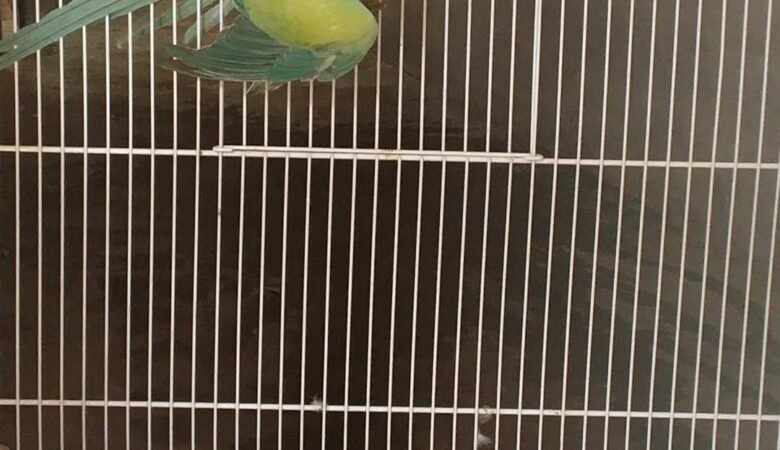 Parakeet birds for sale in Tennessee