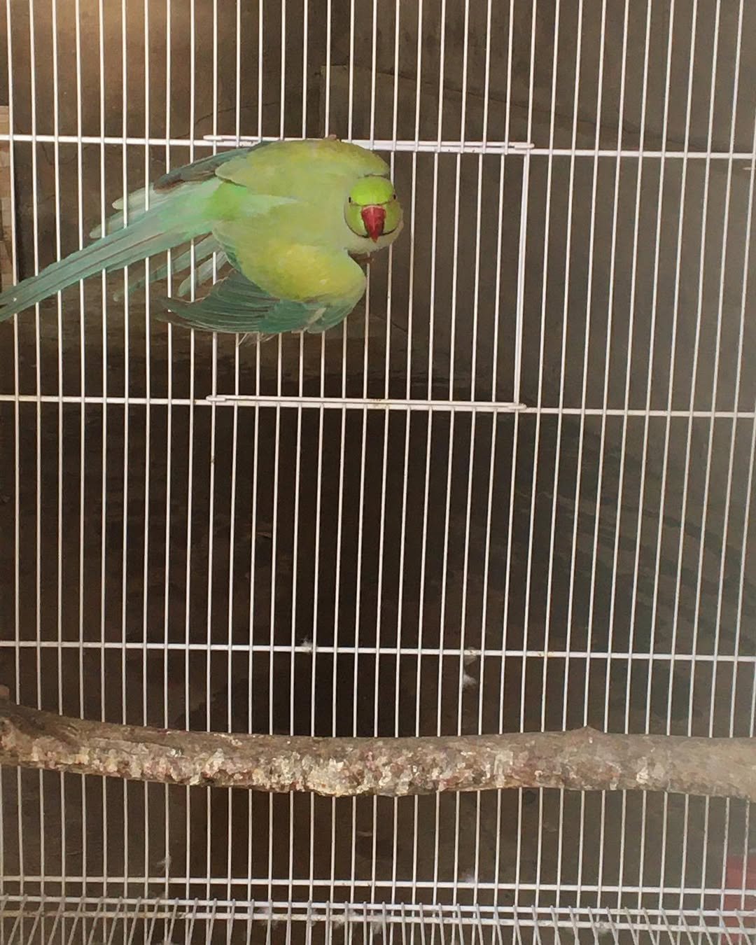 Parakeet birds for sale in Tennessee