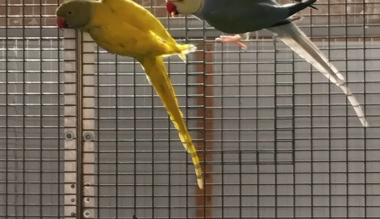 Parakeet breeders in Canada