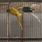 Q: Can I just give my parakeet a cuttlebone instead of liquid or powder supplements?