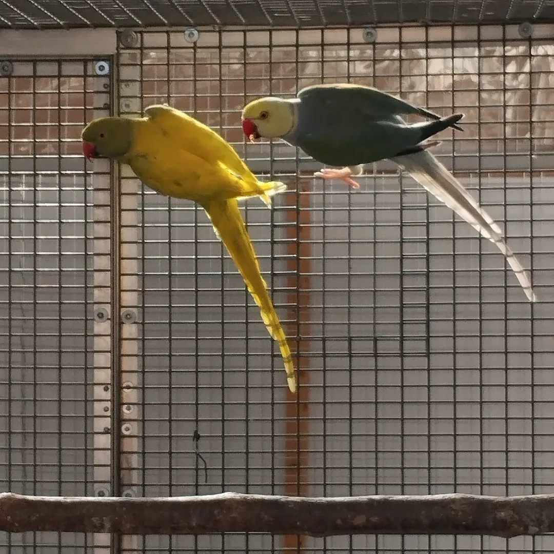 Parakeet parrots for sale in Illinois