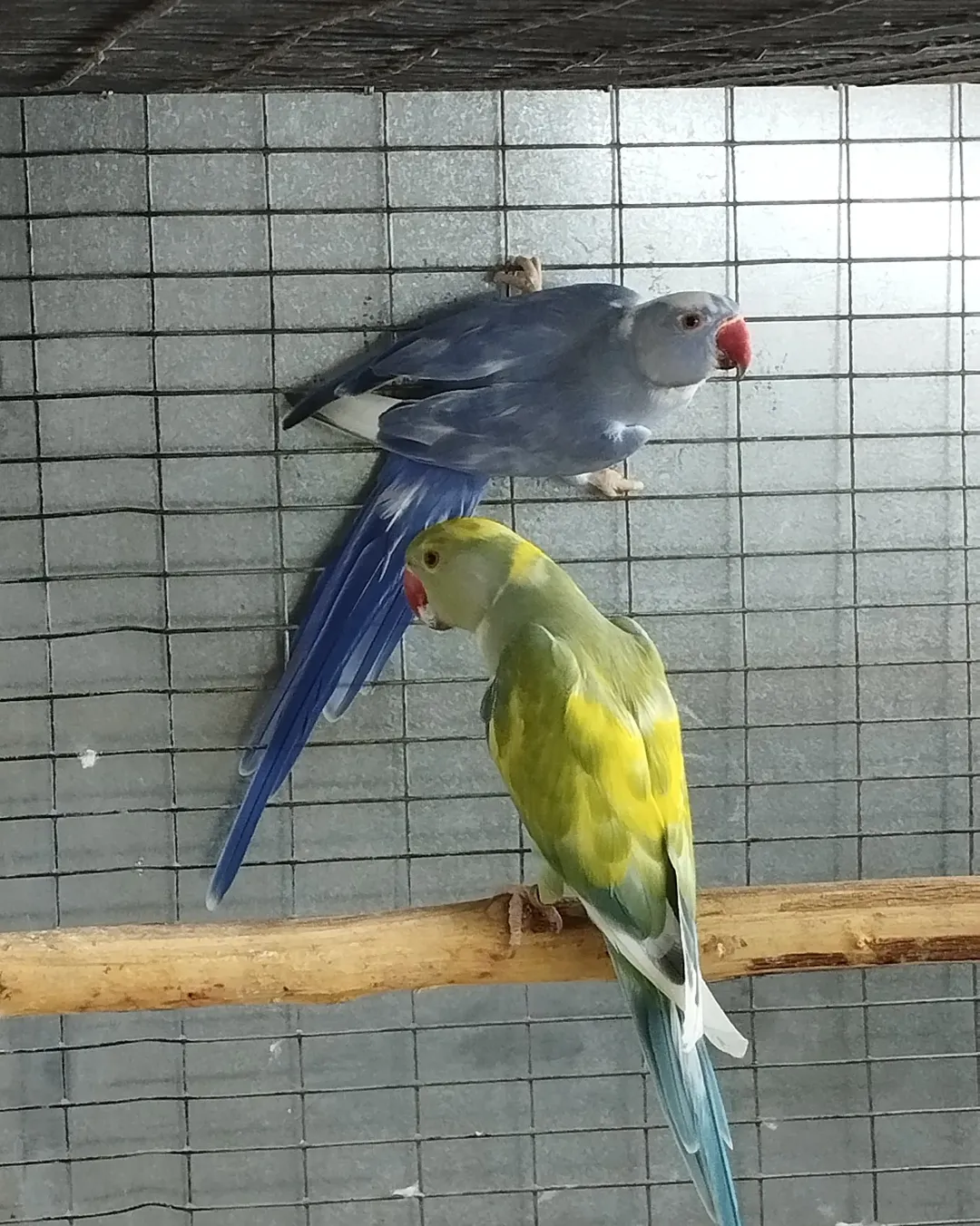 Parakeet breeders in Mexico